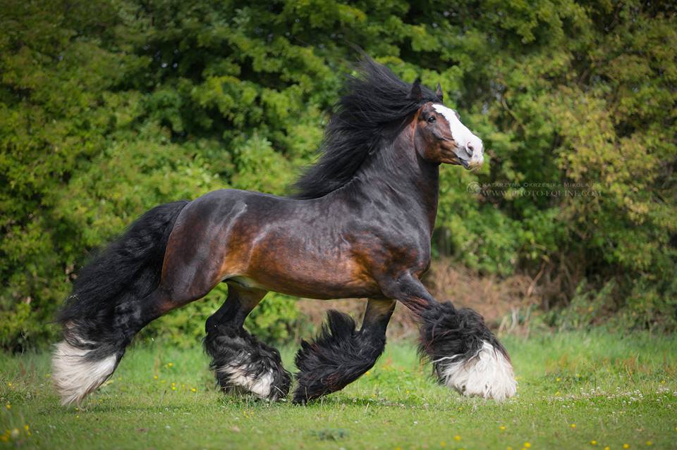 The Guardian-Gypsy Cob stallion @Equine Photography by Katarzyna Okrzesik-Mikołajek